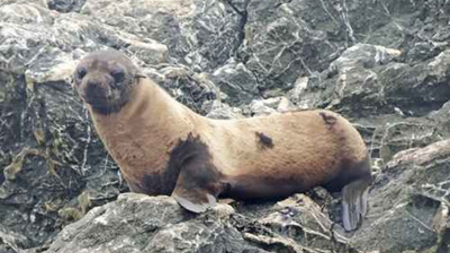 Alertan sobre alopecia en lobos finos de Guadalupe