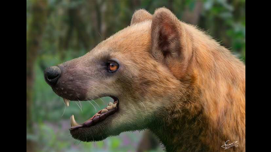 Nueva especie de perro-oso del Mioceno medio