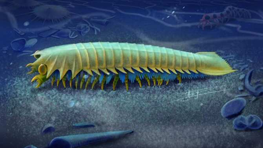 Descubren el origen evolutivo de los colmillos de las arañas