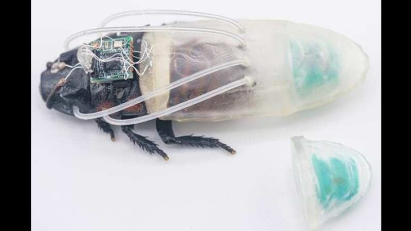 Crean un traje de buceo para cíborgs de cucaracha