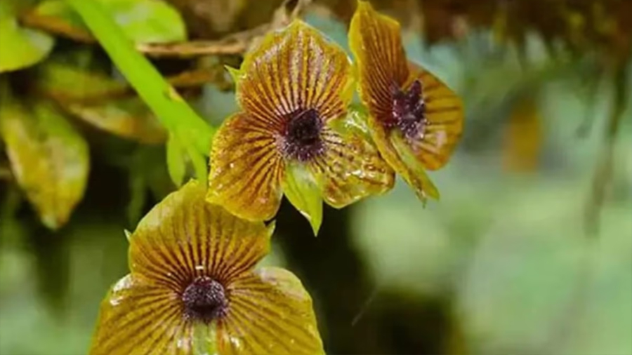 Descubren nueva especie de orquídea en bosques de Ecuador