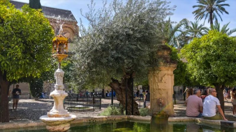 Los 5 Árboles que Bajan la Temperatura: Especies que Mitigan el Calor, según la Ciencia
