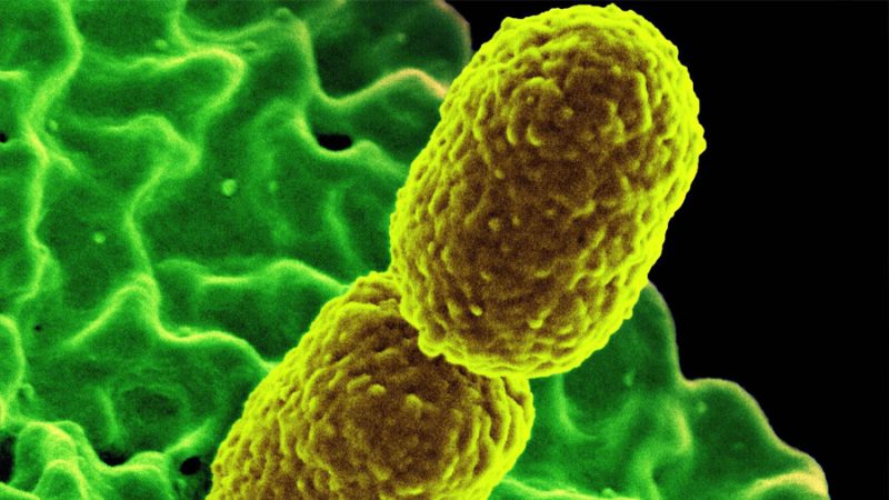 Descubren cómo destruir bacterias resistentes a los antibióticos forzando su ruptura