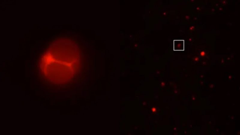 Crean la primera célula sintética que sería capaz de crecer y reproducirse: esto se sabe
