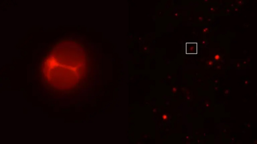 Crean la primera célula sintética que sería capaz de crecer y reproducirse: esto se sabe