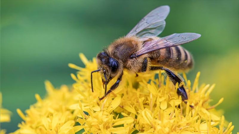 ¿Los insectos tienen emociones?: Estudio revela expresiones orofaciales en abejorros ante los sabores