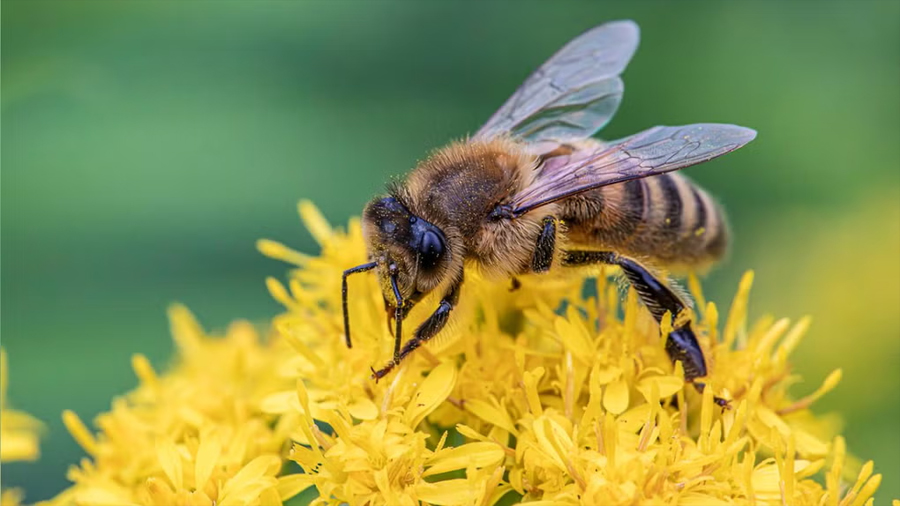 ¿Los insectos tienen emociones?: Estudio revela expresiones orofaciales en abejorros ante los sabores