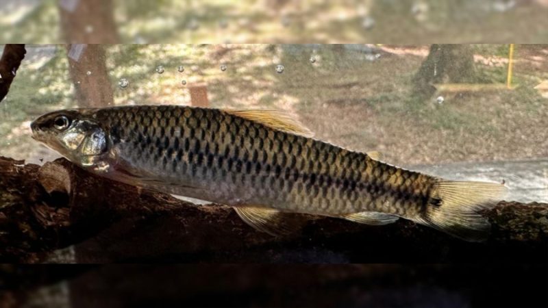 Descubren una nueva especie de pez que habita ríos de montaña