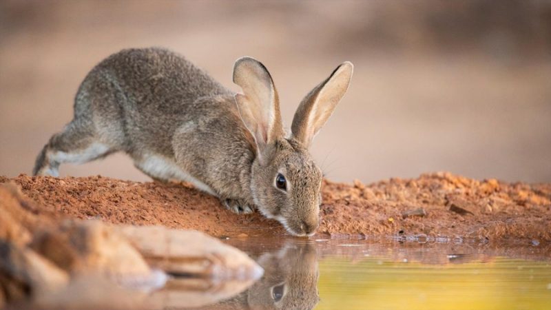 Descubren que en España hay dos especies diferentes de conejo y no una sola, como se creía