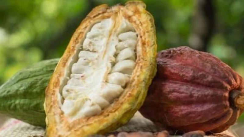 Científicos descubren cuatro nuevos linajes genéticos de cacao en Perú