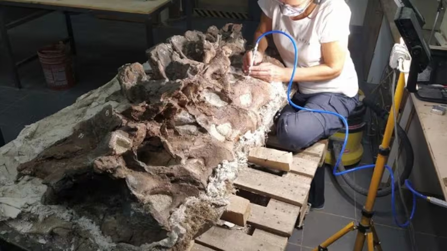 Descubren en la Patagonia un nuevo dinosaurio que medía 15 metros y tenía características nunca vistas