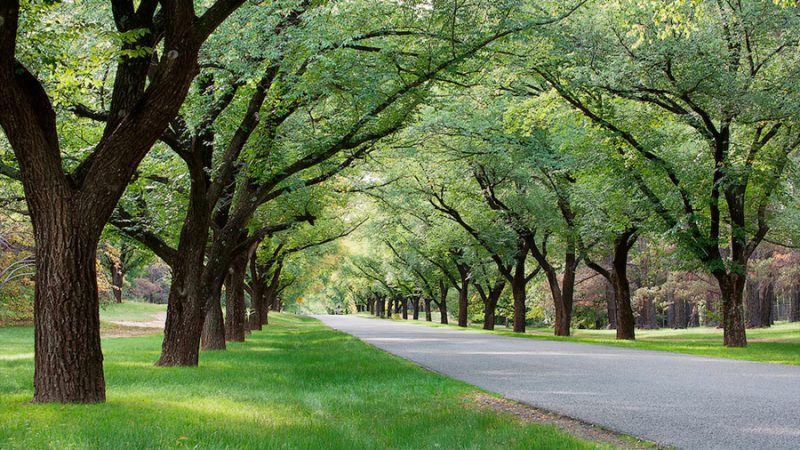 Árboles urbanos para mitigar el calor: crean una herramienta para plantar los que las ciudades realmente necesitan