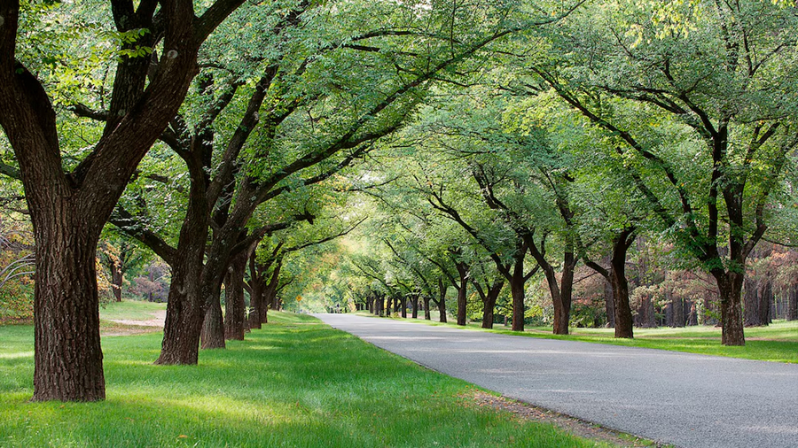 Árboles urbanos para mitigar el calor: crean una herramienta para plantar los que las ciudades realmente necesitan