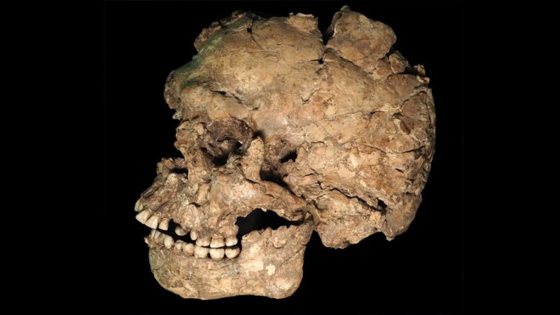 Descubren el apuñalamiento más antiguo de la historia: un Homo sapiens sobrevivió a un ataque en la cara hace 145.000 años