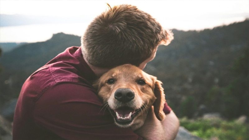 La nueva herramienta para detectar el duelo por la pérdida de una mascota en un minuto mejora el apoyo emocional