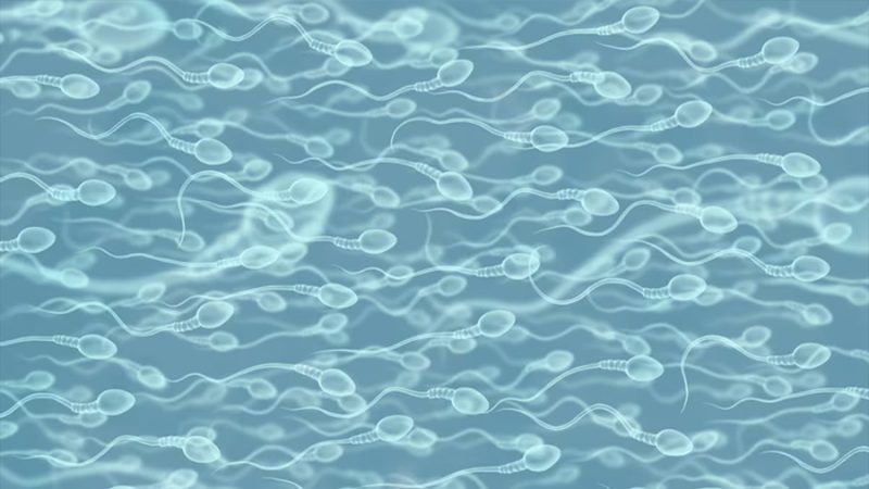 La contaminación del aire preocupa a los científicos: Puede estar dañando el esperma de los hombres