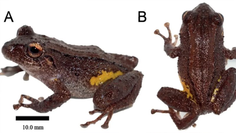 Descubren una nueva especie de rana en la Cordillera del Cóndor en Ecuador