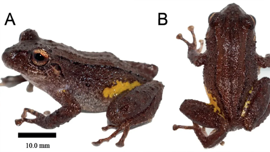 Descubren una nueva especie de rana en la Cordillera del Cóndor en Ecuador