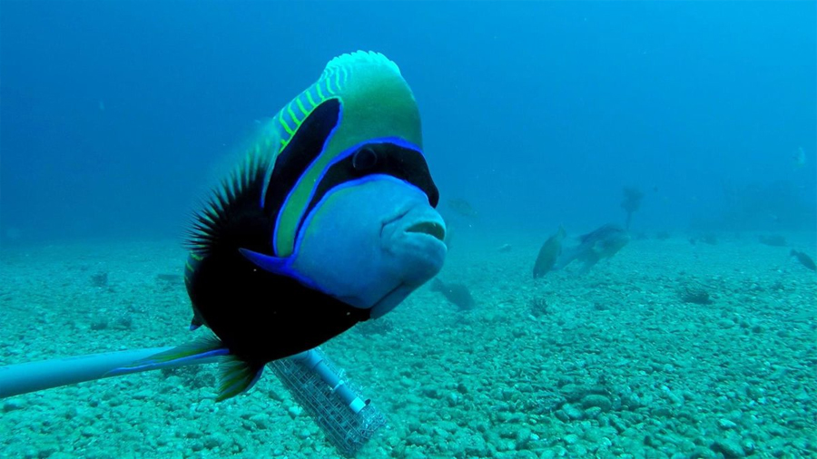 Investigadores del CSIC predicen qué peces del Mar Rojo colonizarán el Mediterráneo y amenazarán a especies locales