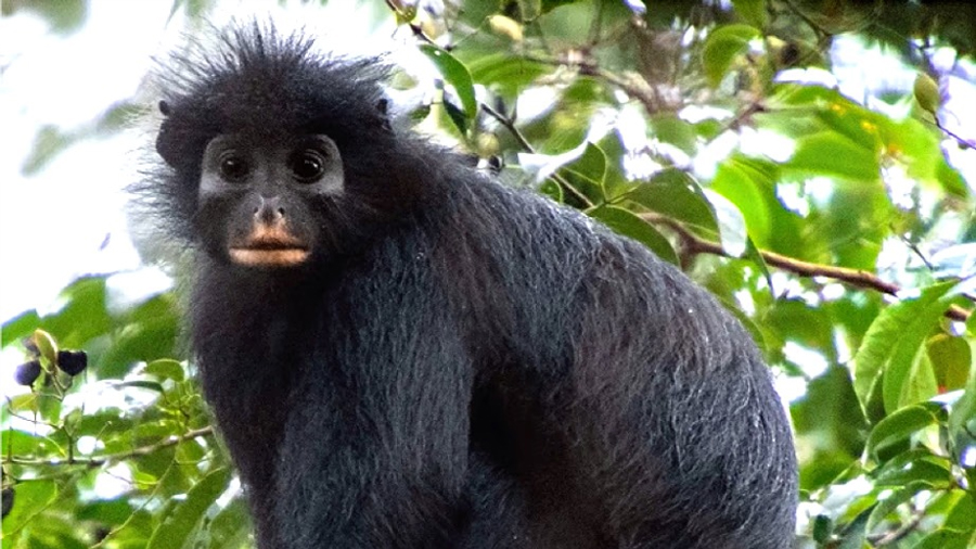 Descubren una nueva especie de mono con cara de máscara en el Congo