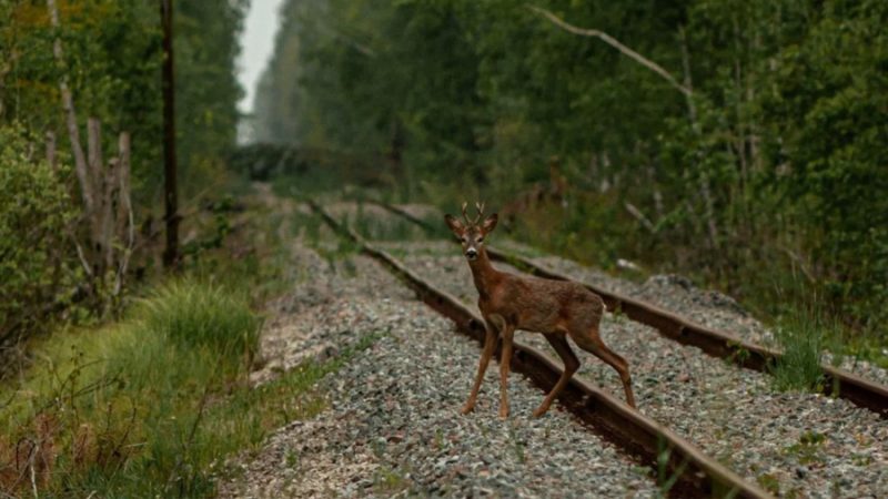 Investigadores españoles descubren por casualidad que los zorros, ciervos y linces de Chernóbil están cambiando sus costumbres por culpa de la guerra