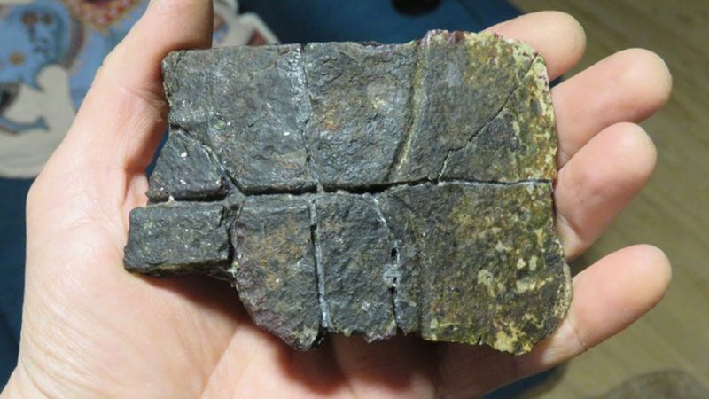 Investigadores descubren fósiles de tortugas marinas en Algarrobo
