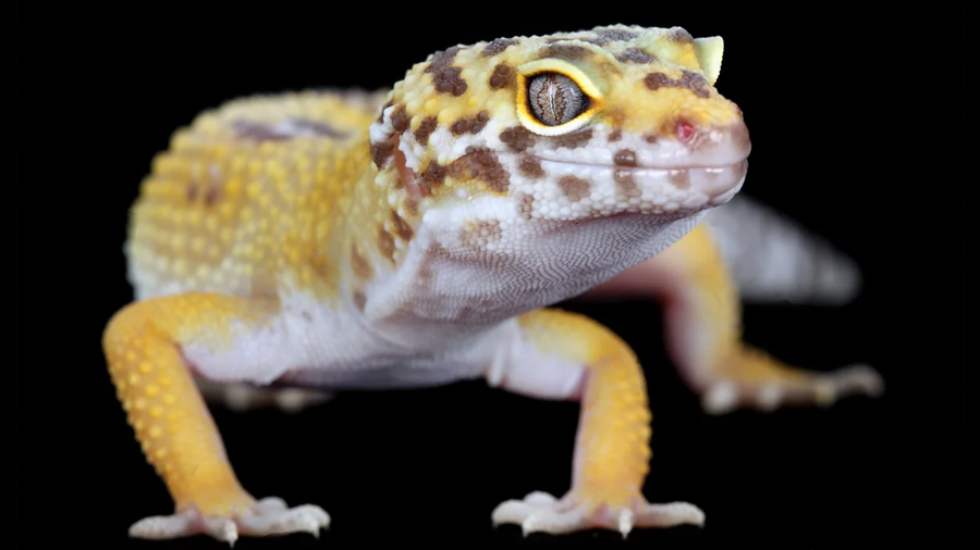 Descubren que el gecko lemon frost tiene una mutación que puede revelar secretos del cáncer