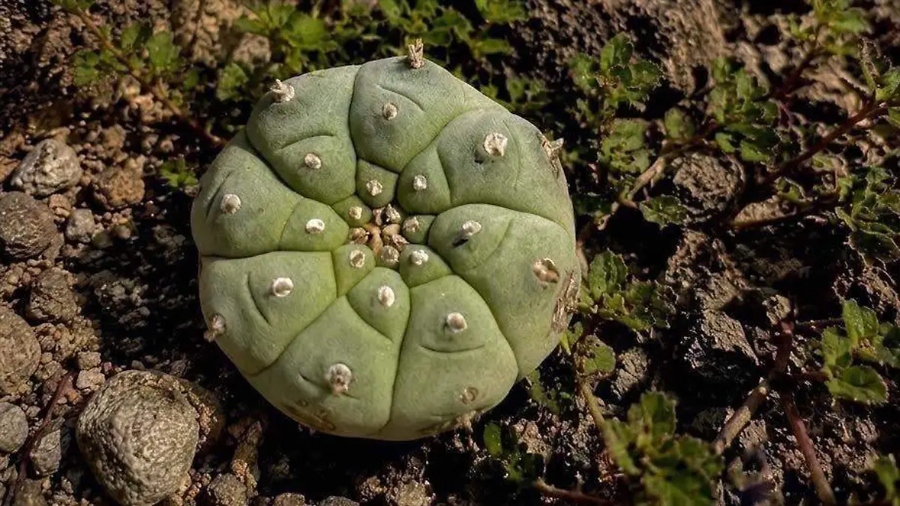Peyote, la planta ancestral que tarda 15 años en crecer y no deberías cortar