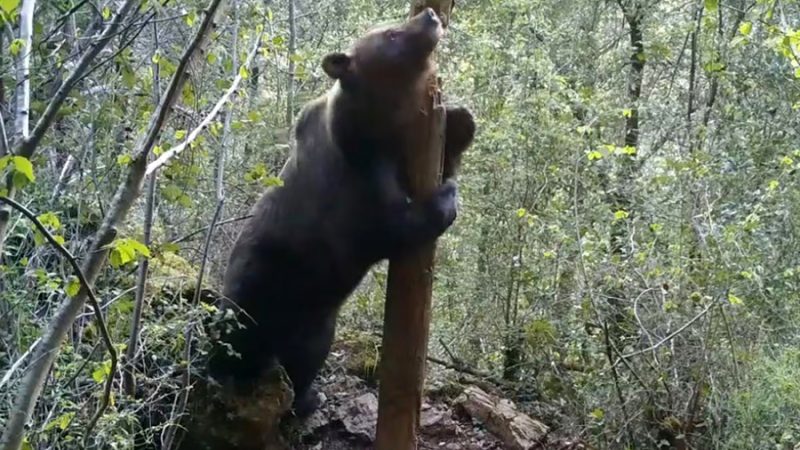 Algunos osos son capaces de ‘mentir’ para parecer más grandes que sus rivales