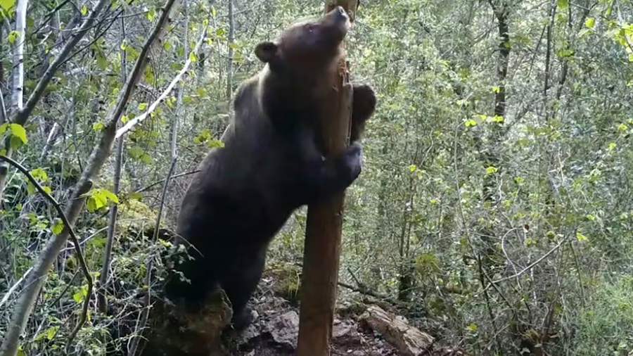 Algunos osos son capaces de ‘mentir’ para parecer más grandes que sus rivales