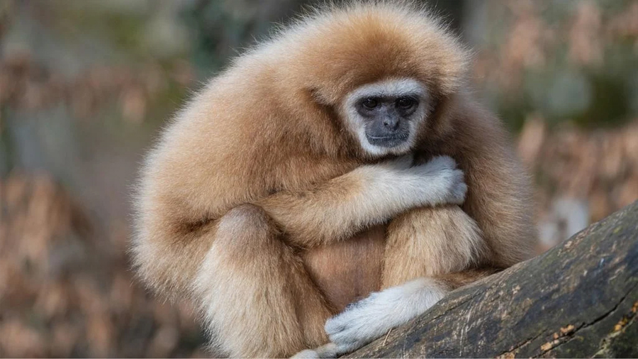 Los animales que podrían ser la clave para evitar la próxima extinción masiva de la Tierra