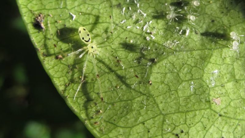 Descubren en el Himalaya una nueva especie de araña con ‘carita feliz’ que evolucionó de forma independiente
