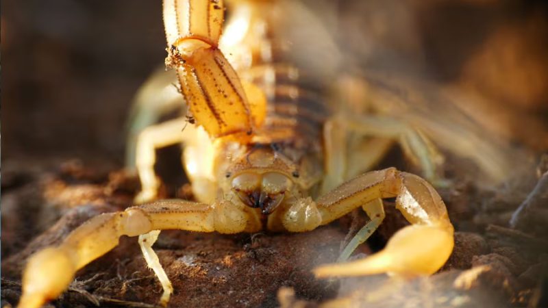 Ropa y zapatos son algunos de los lugares donde la presencia de los alacranes pueden aumentar mucho más durante la época de calor