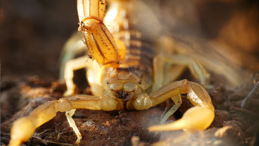 Ropa y zapatos son algunos de los lugares donde la presencia de los alacranes pueden aumentar mucho más durante la época de calor