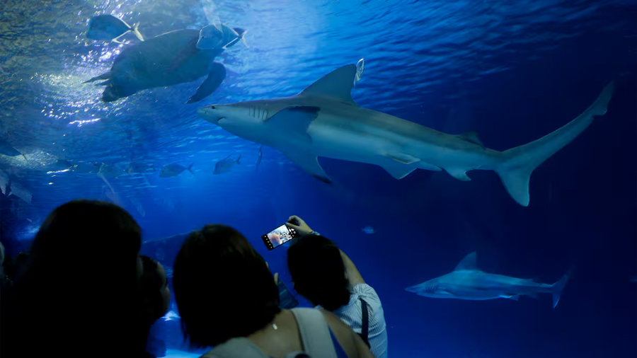 El mayor acuario de Europa nombró a uno de sus tiburones grises como Ferran Torres