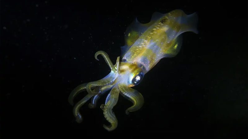 El cambio climático podría estar encogiendo el cerebro de los calamares, y eso no es una buena noticia
