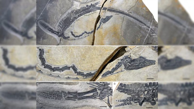 Descubren un reptil marino de 245 millones de años con órganos internos intactos