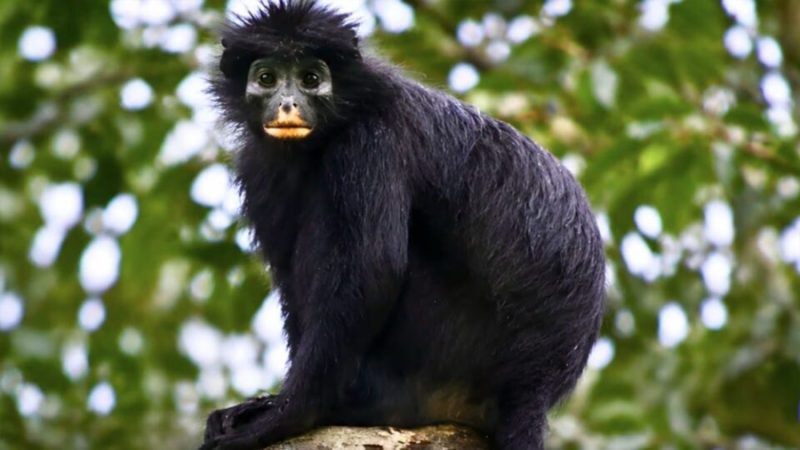 Descubren una nueva especie de mono en el Congo; permaneció oculta para la ciencia durante décadas