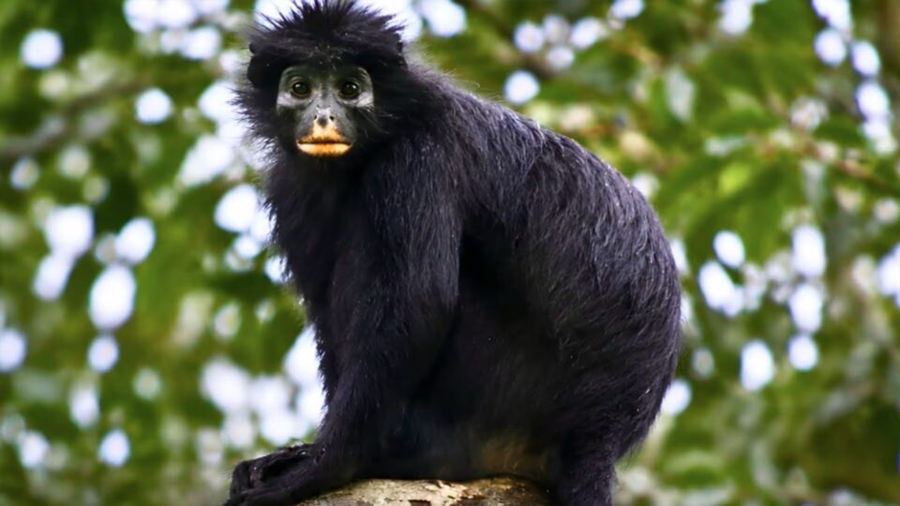 Descubren una nueva especie de mono en el Congo; permaneció oculta para la ciencia durante décadas
