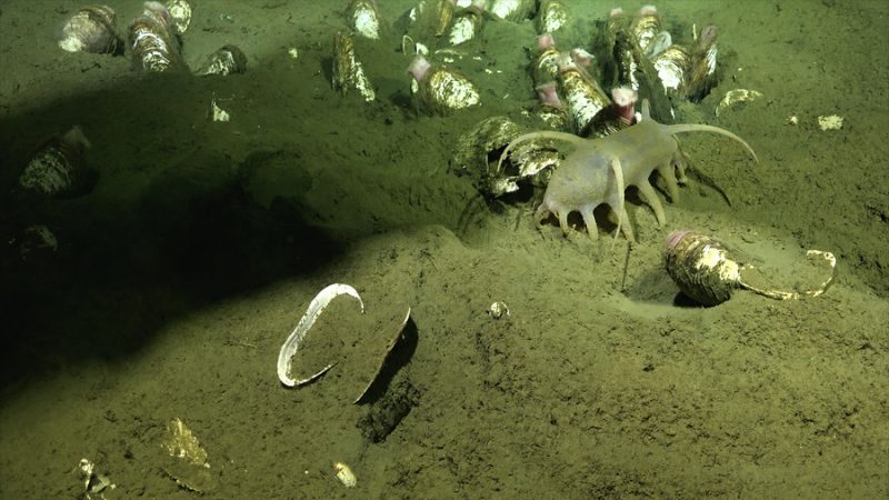 Descubren una nueva bacteria simbionte de la almeja gigante que revela un ecosistema inédito en aguas profundas