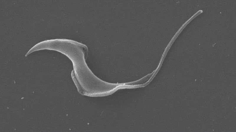 Crean un ‘escáner’ que podría mejorar el diagnóstico del Chagas y el diseño de tratamientos
