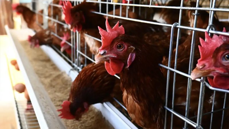 Los huevos orgánicos tienen un impacto climático peor que los de gallinas enjauladas, según un controvertido estudio