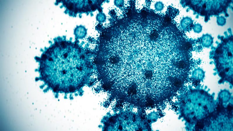 UNAM advierte: bacteria Acinetobacter baumannii podría transmitirse entre humanos y animales