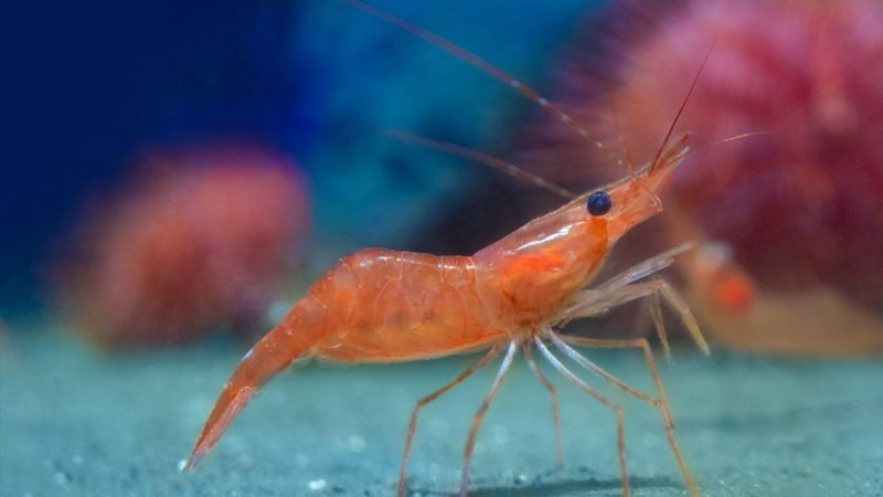 Un estudio sobre el origen de los camarones propone una nueva hipótesis de la evolución de la biodiversidad