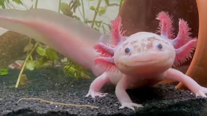 El ajolote, la especie que solo sobrevive de forma natural en México, tendrá un nuevo santuario en Xochimilco