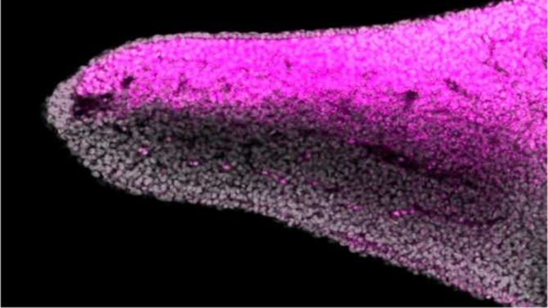 Descubren el origen de las diferencias entre el dorso y la palma de las extremidades en los vertebrados