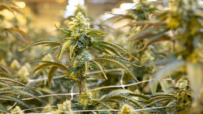 Cannabis medicinal acabó con pesadillas en algunos pacientes con trastorno de estrés postraumático: estudio