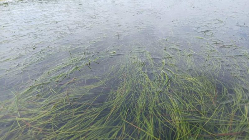 Científicos descubren un pasto marino que ‘desaparece’ y vuelve a crecer tras condiciones extremas, podría recuperar ecosistemas costeros degradados
