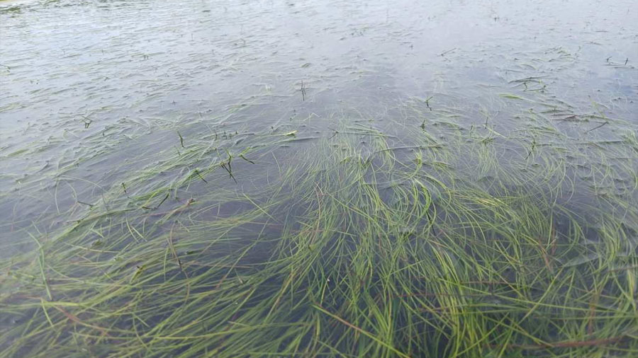 Científicos descubren un pasto marino que ‘desaparece’ y vuelve a crecer tras condiciones extremas, podría recuperar ecosistemas costeros degradados