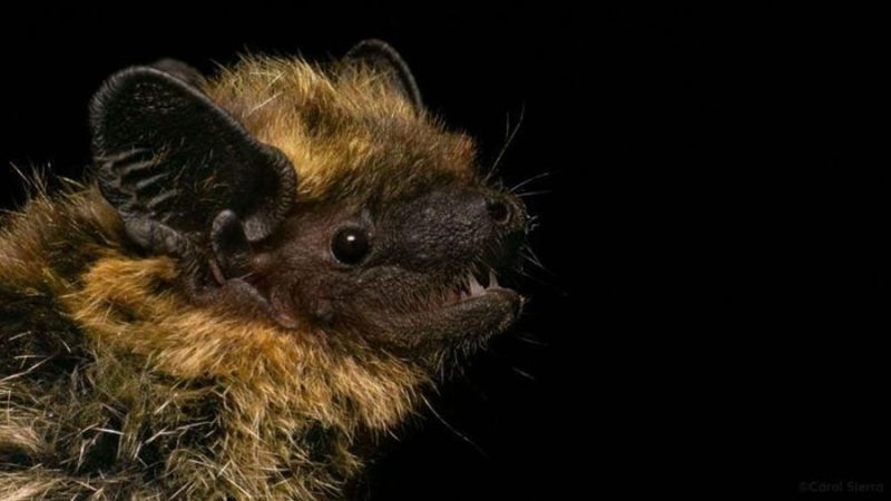 Hallado por primera vez en la península ibérica un murciélago del norte de Europa